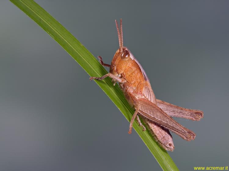 Ninfa di Chorthippus sp.